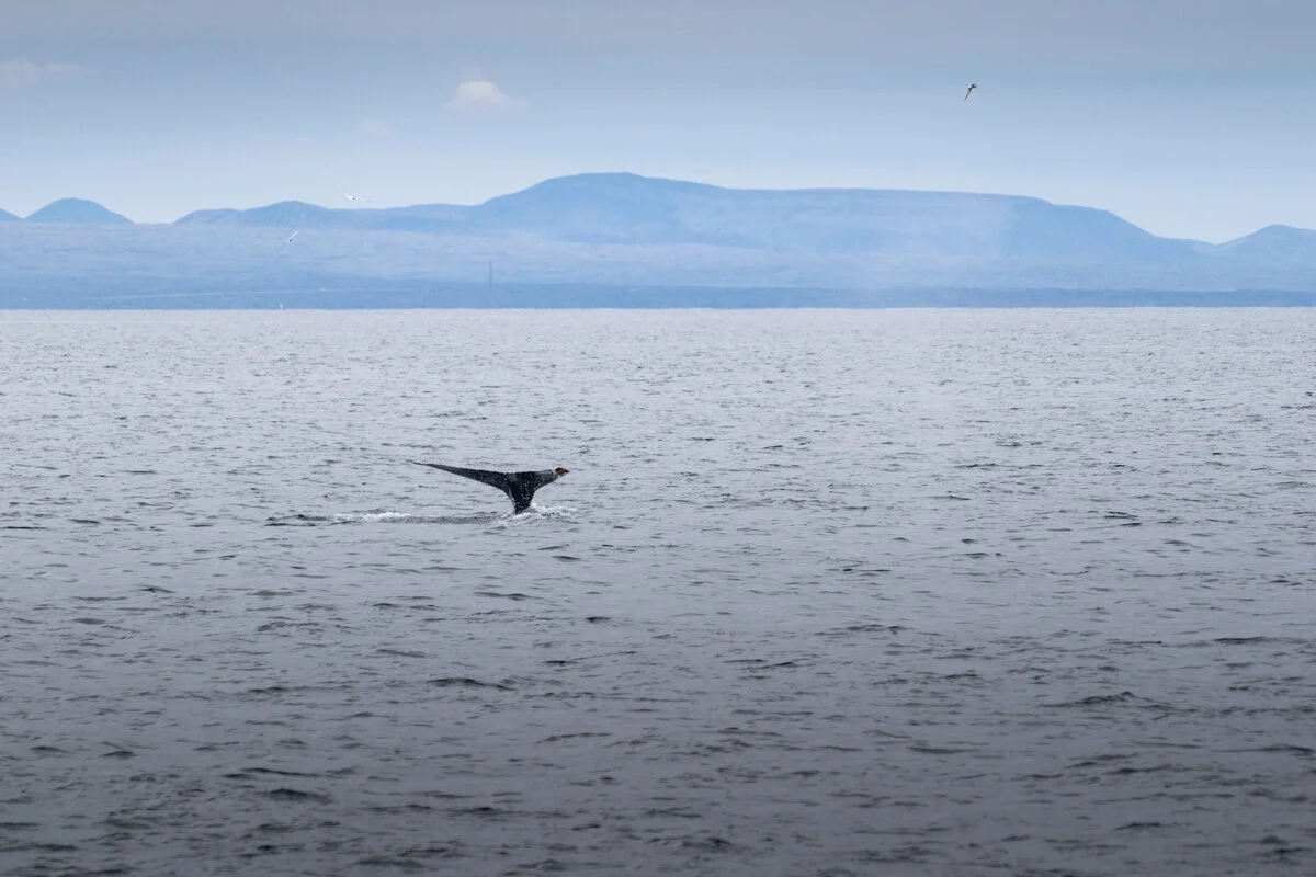 Queue d'une baleine dans la baie de Faxafloi