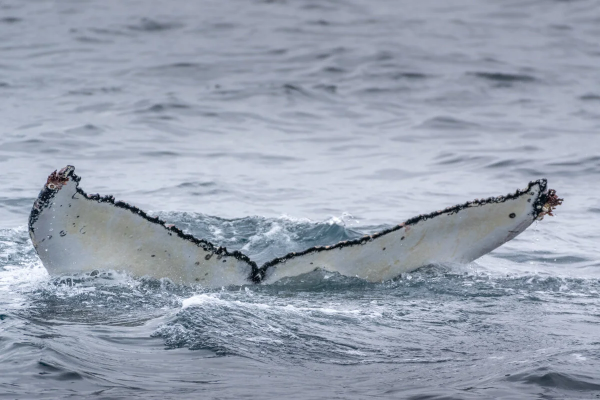 queue de baleine émergeant de l'eau