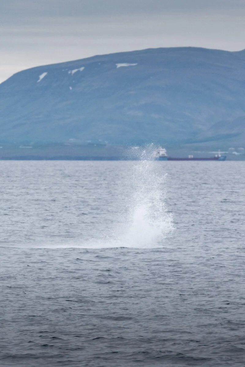 baleine soufflant l'eau à la surface