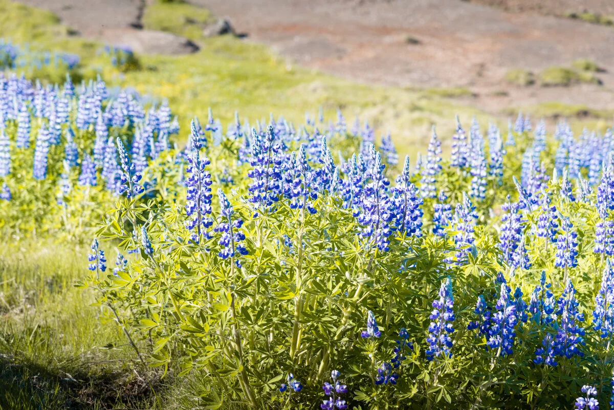 des lupins en fleur