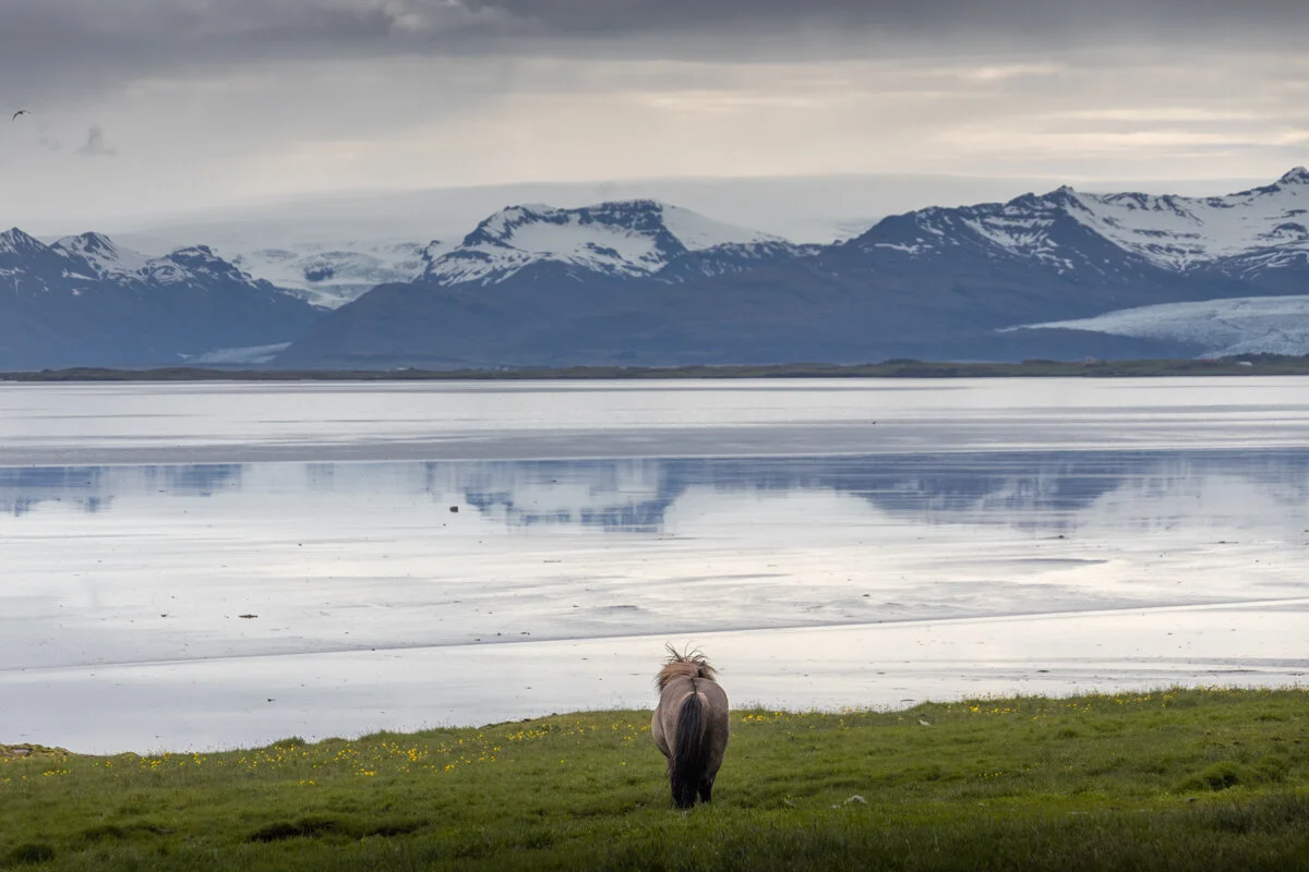 un cheval au bord de l'eau avec les montagnes enneigées au fond