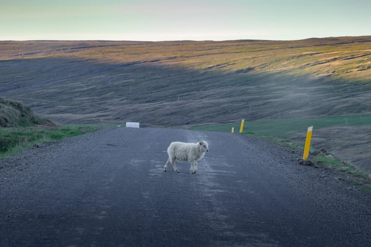 Mouton sur la route d'accès au site