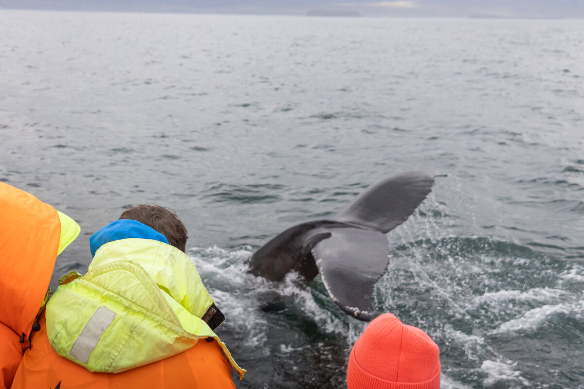 Observation d'une queue de baleine