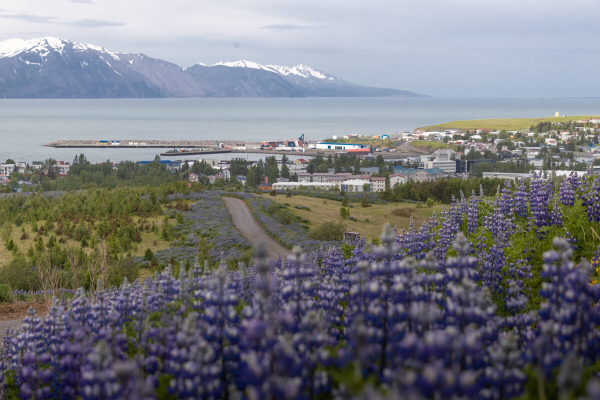 Panorama sur Husavik avec des lupins