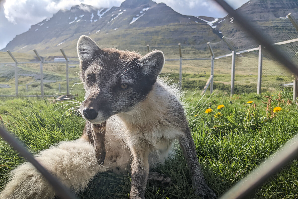 Renard en Islande