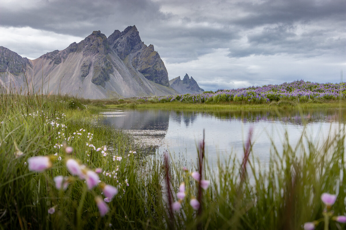 Fleurs devant Vestrahorn