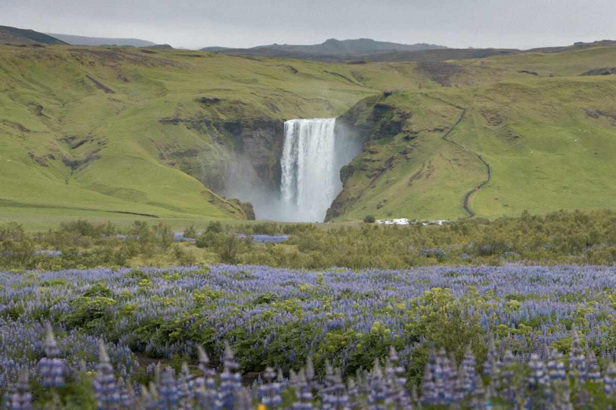 Cascade de Skogafoss avec des lupins