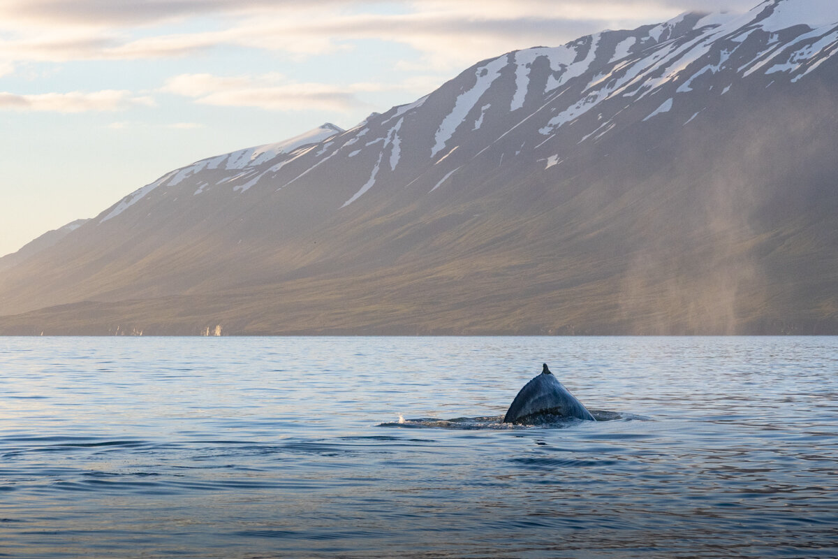 Dos de baleine dans le fjord près d'Akureyri