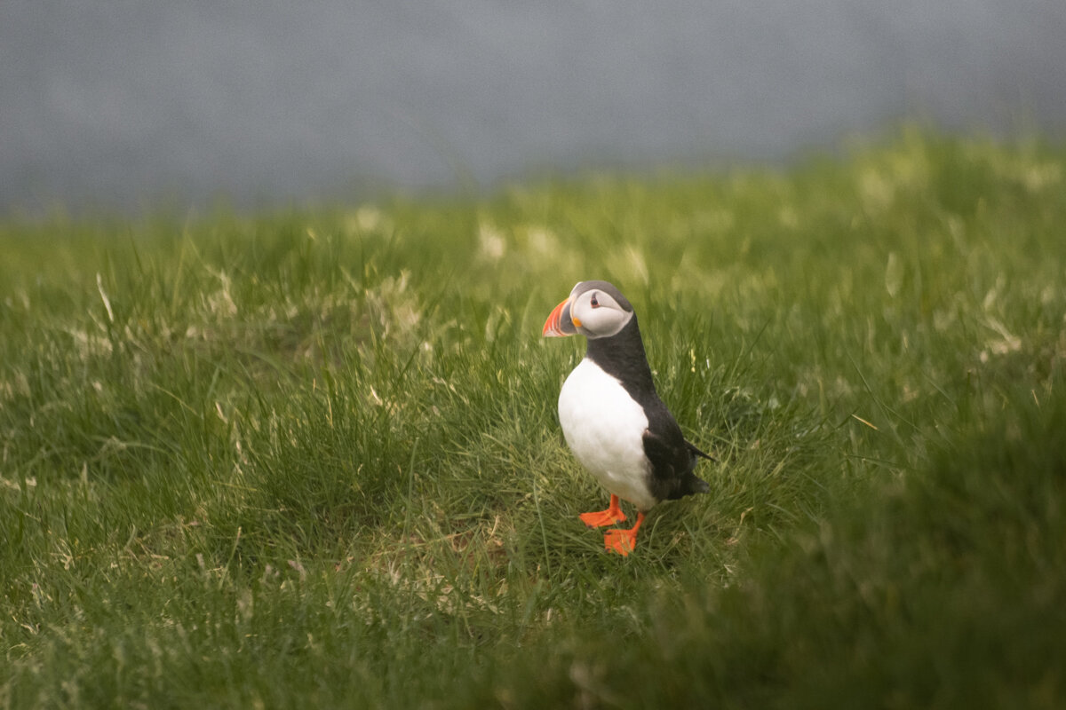 Macareux en Islande dans l'herbe