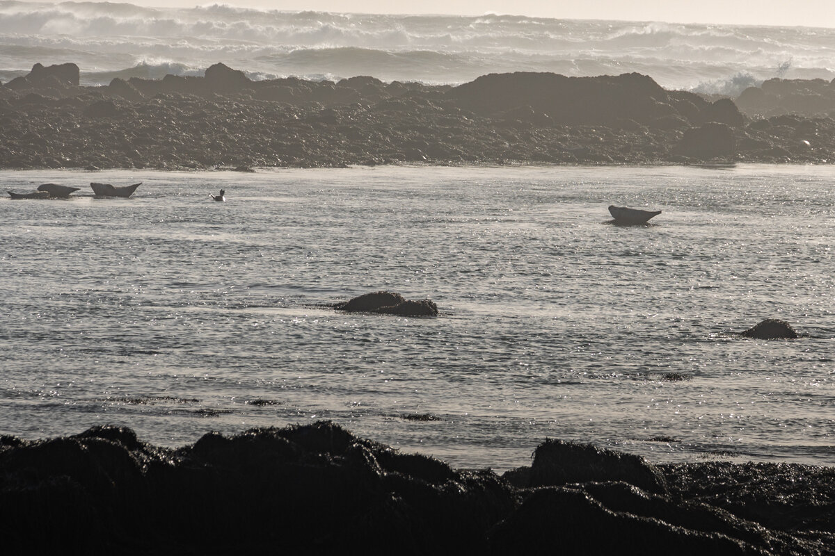 Plage d'Ytri Tunga avec des phoques