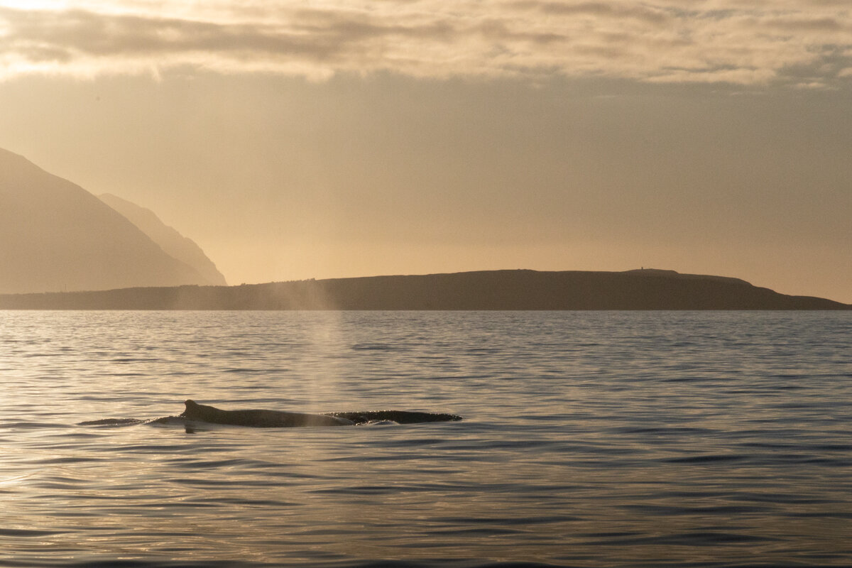 Souffle d'une baleine en Islande au coucher de soleil