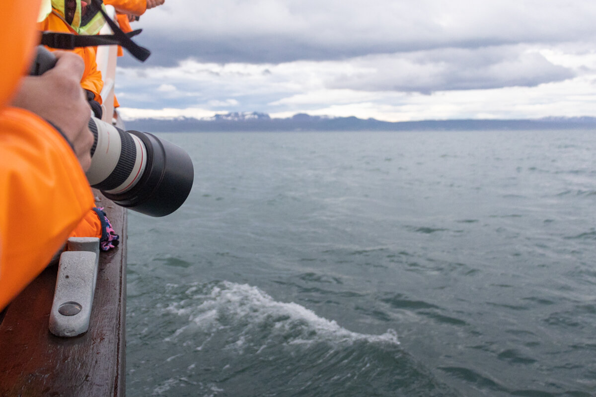 Appareil photo pour une baleine au large d'Husavik