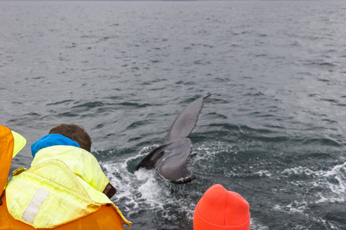 Queue de baleine proche d'un bateau à Husavik