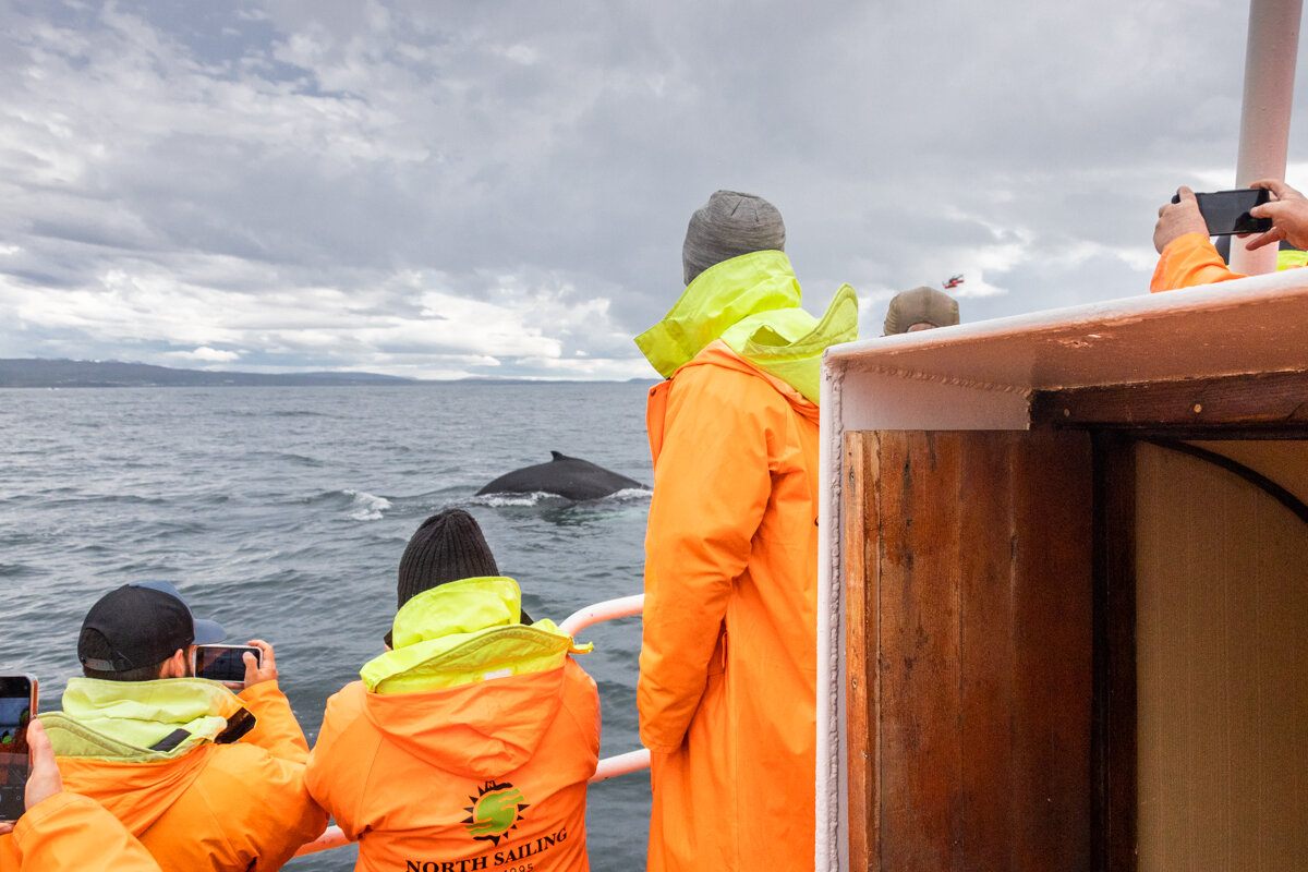 Touristes qui observent une baleine à Husavik