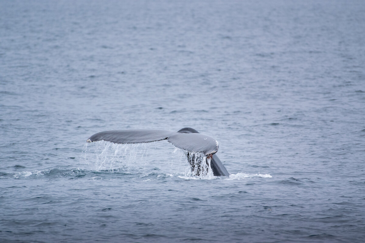 Baleine qui plonge dans l'eau