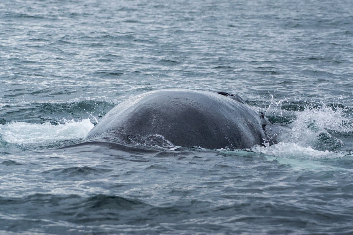 Baleine sous l'eau à Husavik