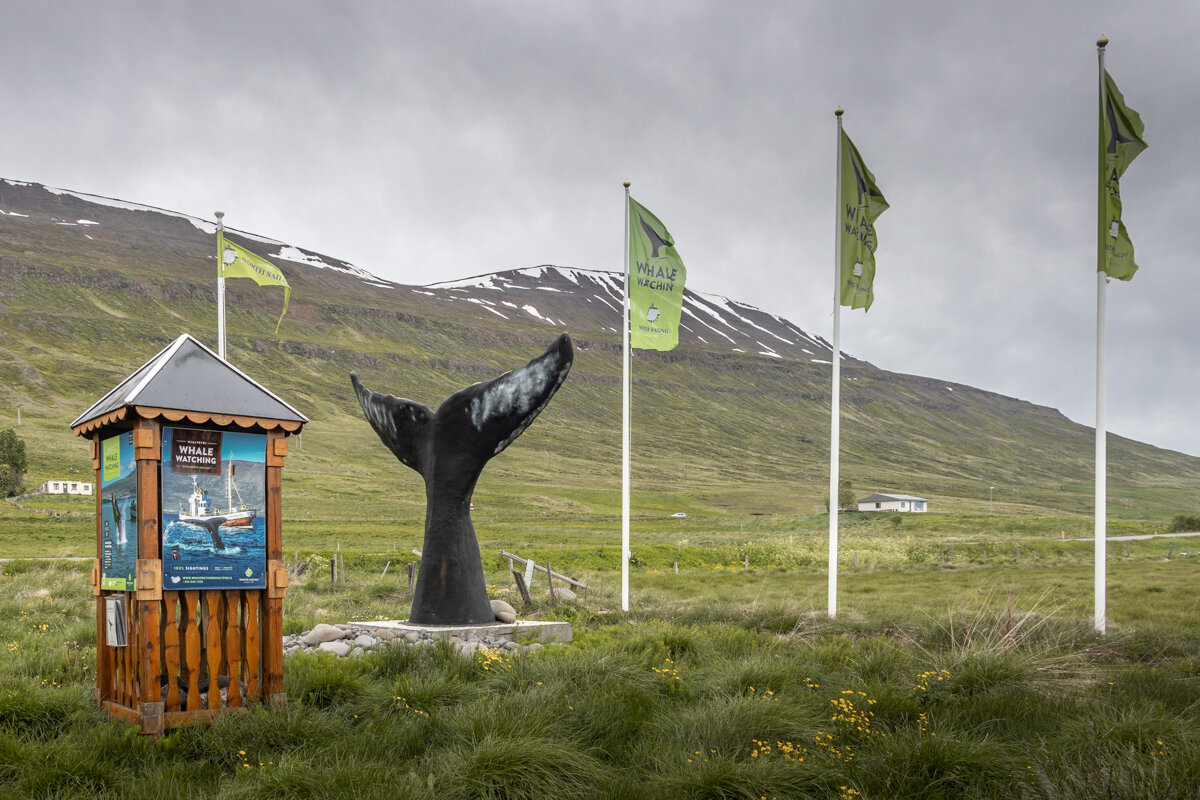 Billetterie pour faire une sortie baleines à Dalvik en Islande