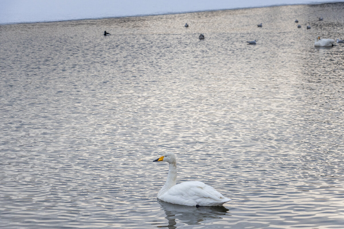 Cygne sur le lac Tjornin à Reykjavik