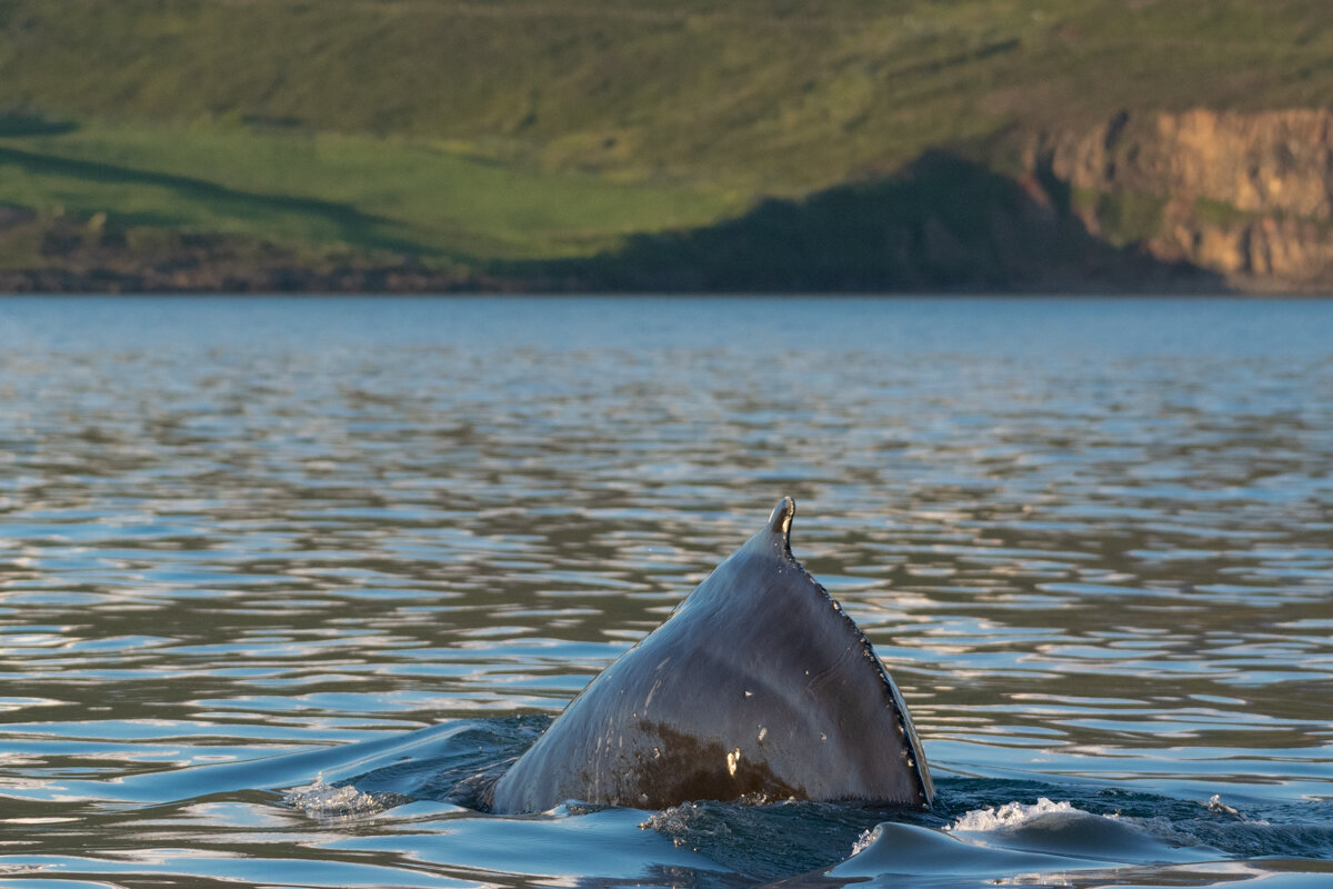 Dos d'une baleine près d'Akureyri