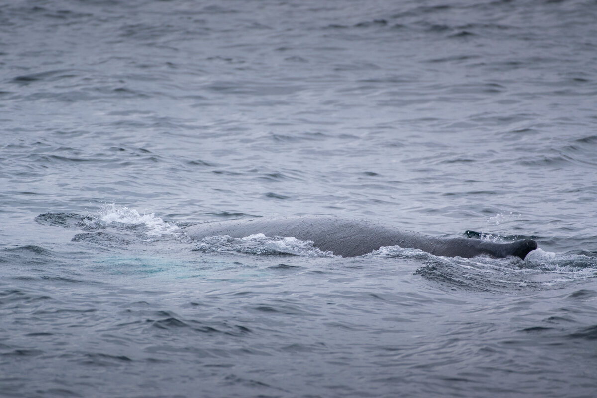 Dos d'une baleine au large de Reykjavik