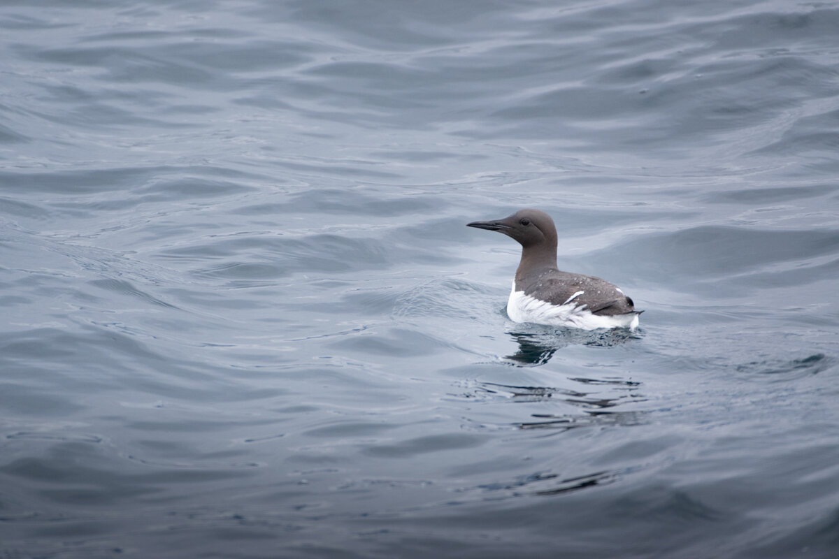 Guillemot