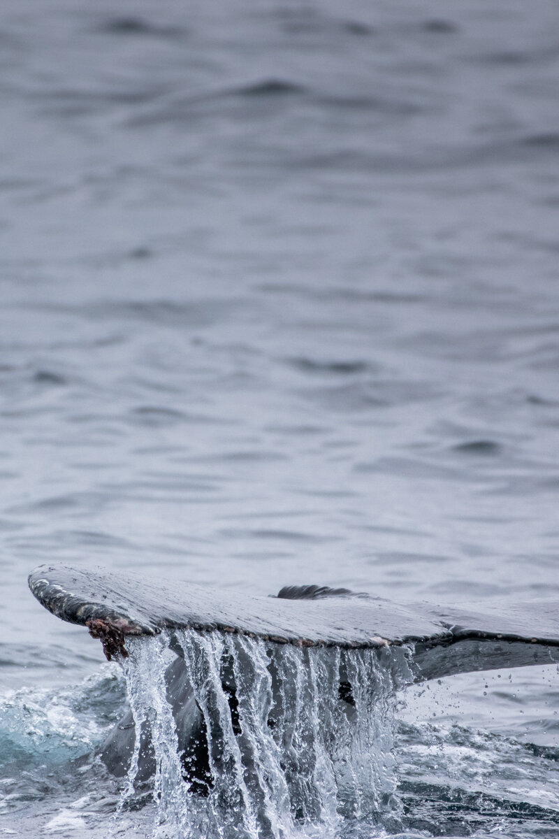 Queue d'une baleine qui sort de l'eau