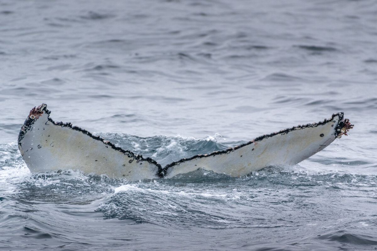 Queue d'une baleine à Reykjavik