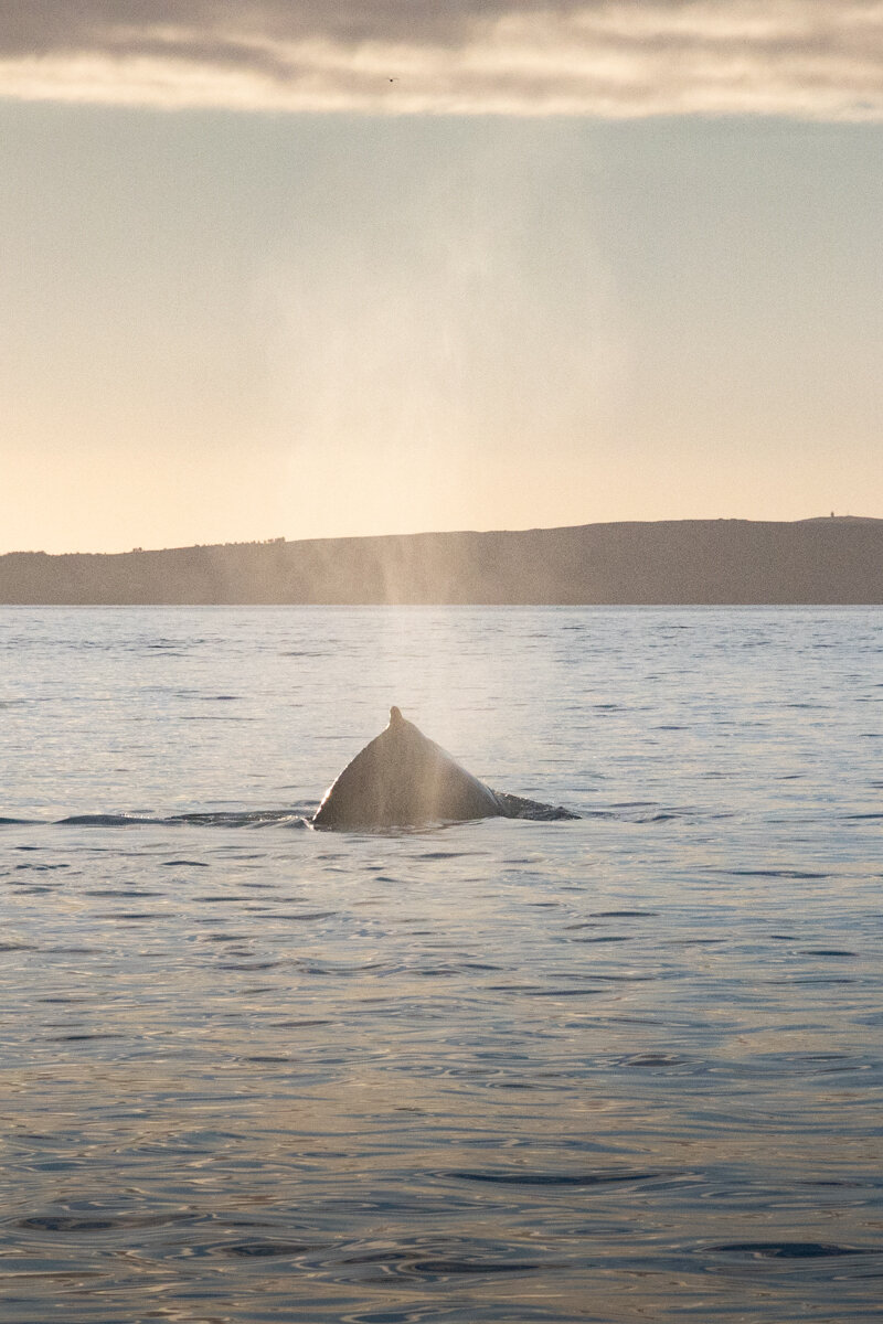 Souffle d'une baleine au large d'Akureyri