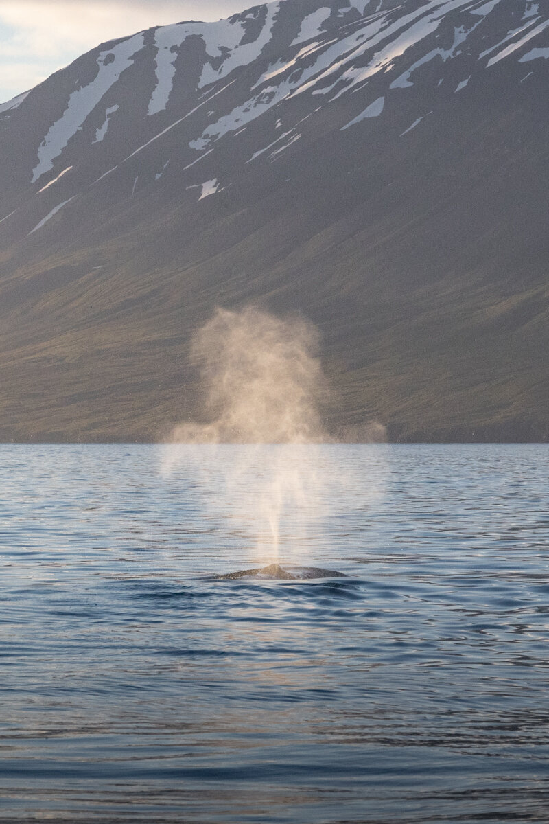 Souffle d'une baleine dans le fjord Eyjafjordur