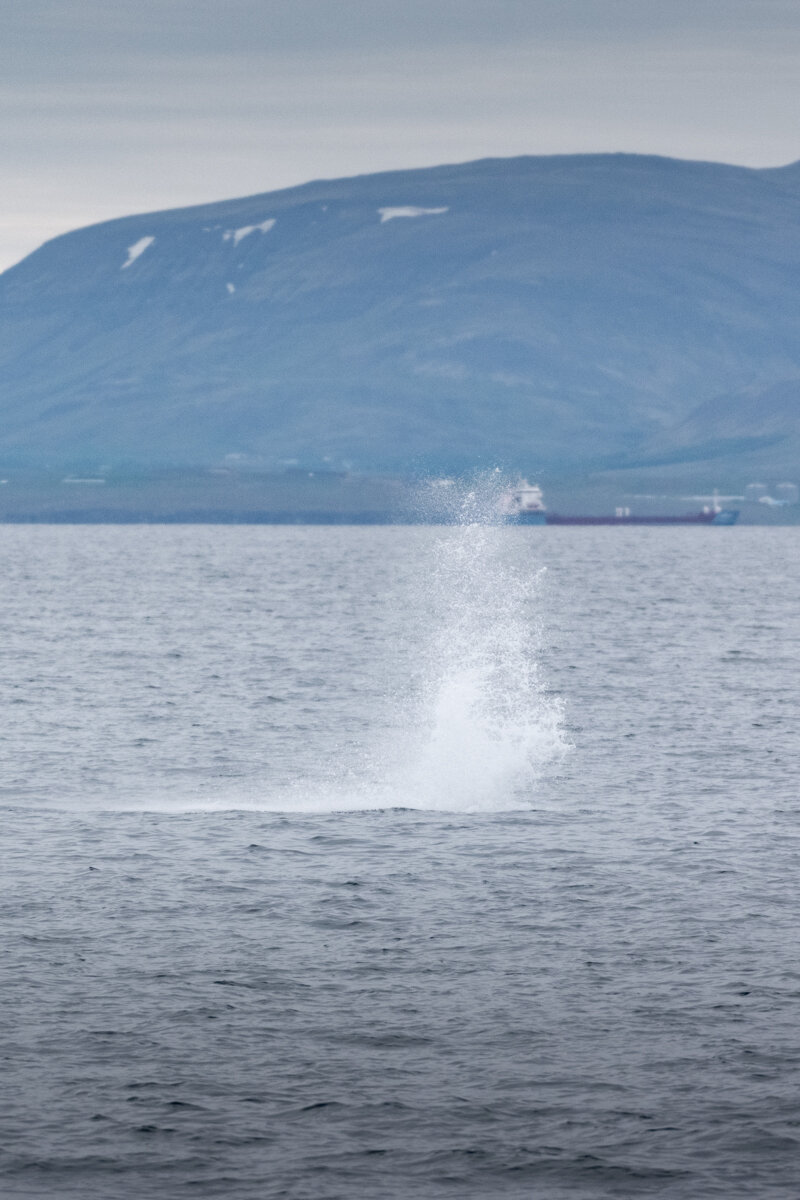 Souffle d'une baleine près de Reykjavik