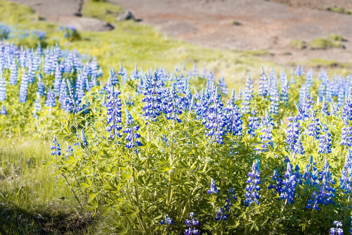 Lupins à Geysir en Islande